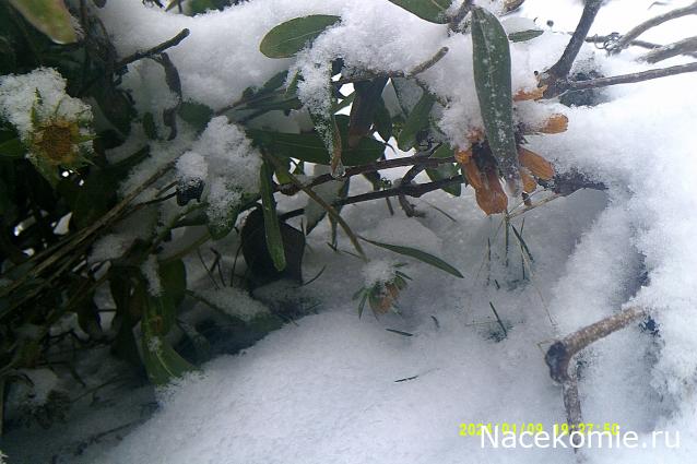 Eva1949 - Дом мечты-души моей воспоминания; 1Abrikoska - Мой гостеприимный дом