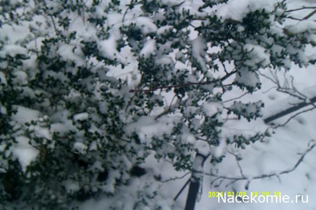 Eva1949 - Дом мечты-души моей воспоминания; 1Abrikoska - Мой гостеприимный дом