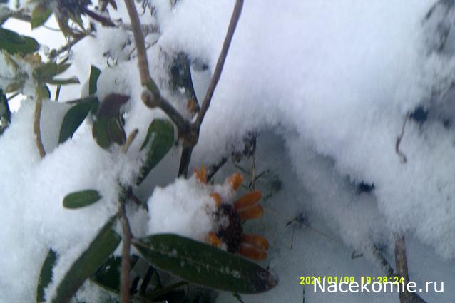 Eva1949 - Дом мечты-души моей воспоминания; 1Abrikoska - Мой гостеприимный дом