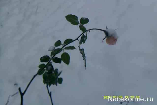 Eva1949 - Дом мечты-души моей воспоминания; 1Abrikoska - Мой гостеприимный дом