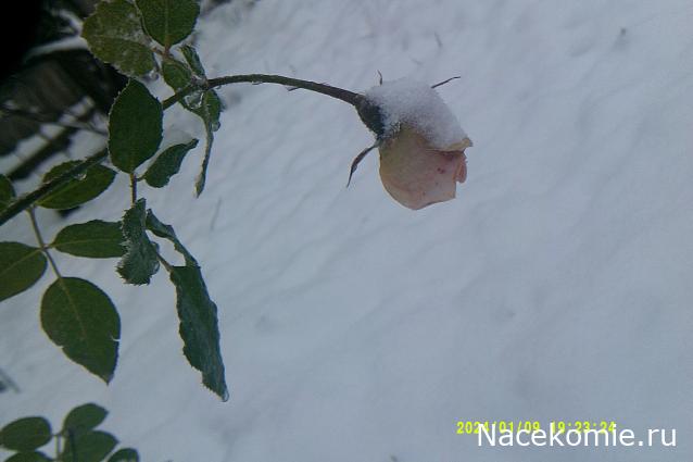 Eva1949 - Дом мечты-души моей воспоминания; 1Abrikoska - Мой гостеприимный дом