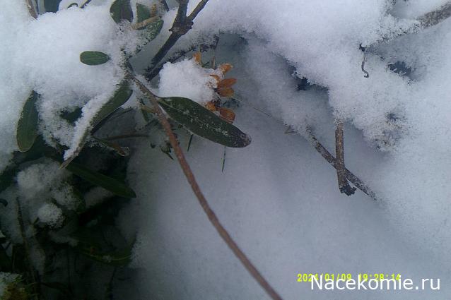 Eva1949 - Дом мечты-души моей воспоминания; 1Abrikoska - Мой гостеприимный дом