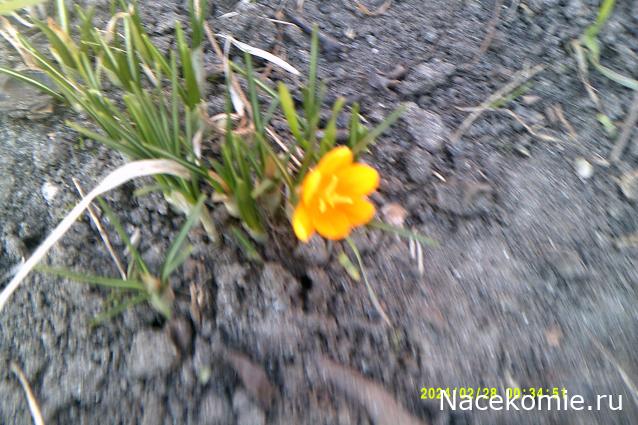 Eva1949 - Дом мечты-души моей воспоминания; 1Abrikoska - Мой гостеприимный дом