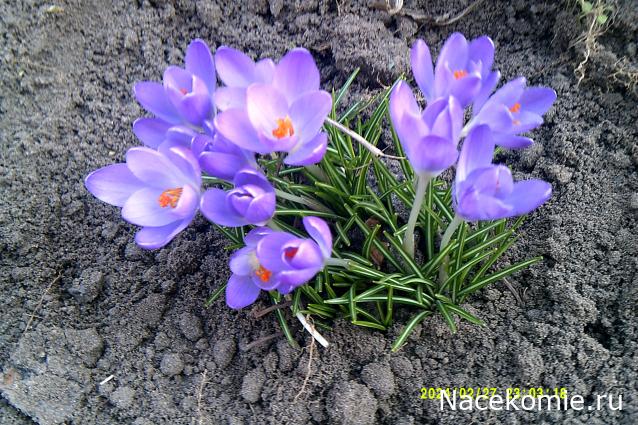 Eva1949 - Дом мечты-души моей воспоминания; 1Abrikoska - Мой гостеприимный дом