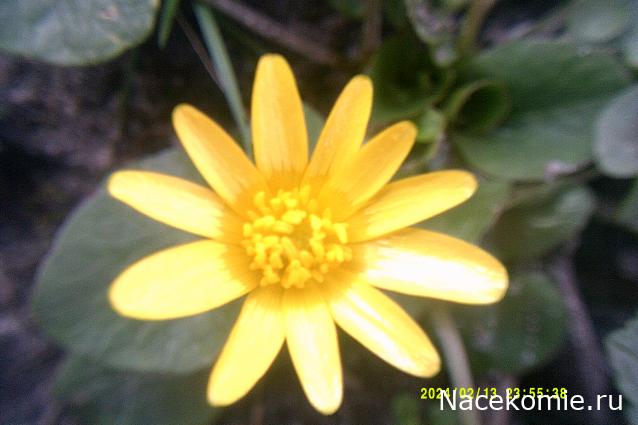 Eva1949 - Дом мечты-души моей воспоминания; 1Abrikoska - Мой гостеприимный дом