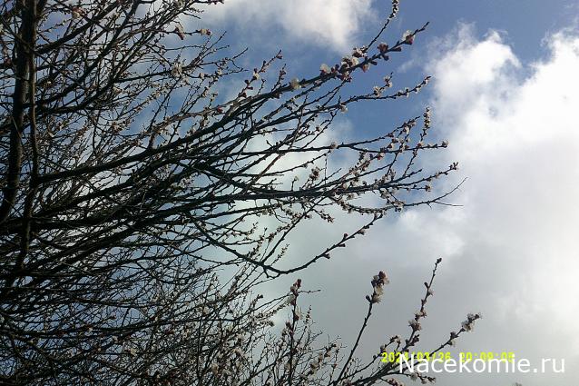 Eva1949 - Дом мечты-души моей воспоминания; 1Abrikoska - Мой гостеприимный дом