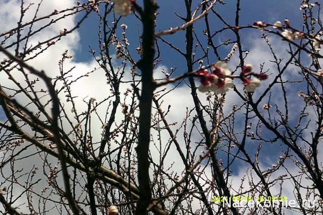 Eva1949 - Дом мечты-души моей воспоминания; 1Abrikoska - Мой гостеприимный дом