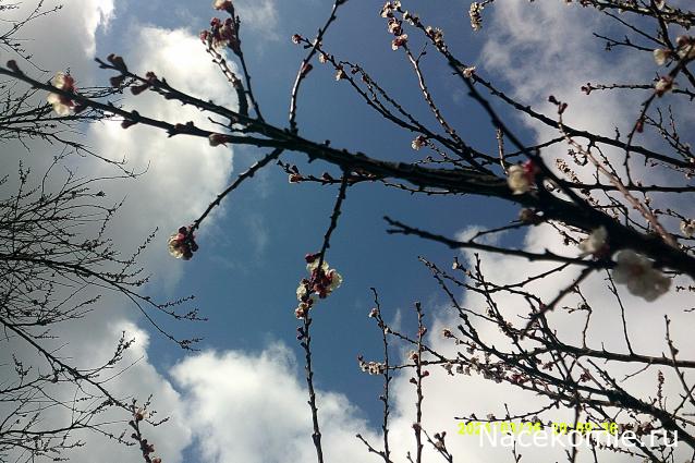 Eva1949 - Дом мечты-души моей воспоминания; 1Abrikoska - Мой гостеприимный дом