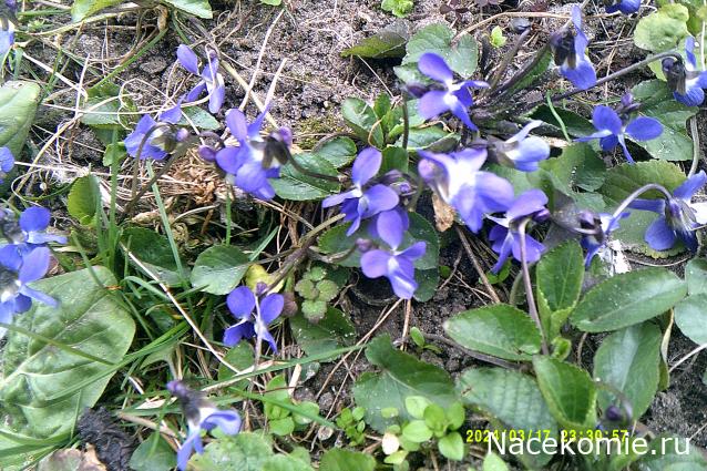 Eva1949 - Дом мечты-души моей воспоминания; 1Abrikoska - Мой гостеприимный дом