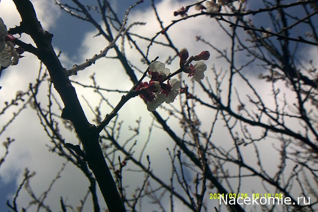 Eva1949 - Дом мечты-души моей воспоминания; 1Abrikoska - Мой гостеприимный дом