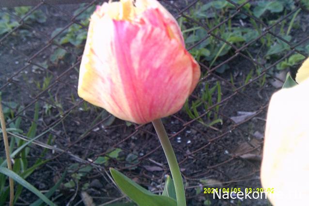 Eva1949 - Дом мечты-души моей воспоминания; 1Abrikoska - Мой гостеприимный дом