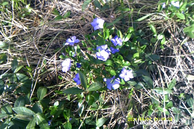 Eva1949 - Дом мечты-души моей воспоминания; 1Abrikoska - Мой гостеприимный дом