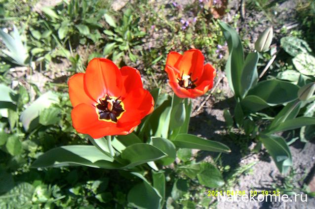 Eva1949 - Дом мечты-души моей воспоминания; 1Abrikoska - Мой гостеприимный дом