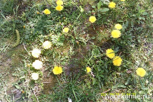 Eva1949 - Дом мечты-души моей воспоминания; 1Abrikoska - Мой гостеприимный дом