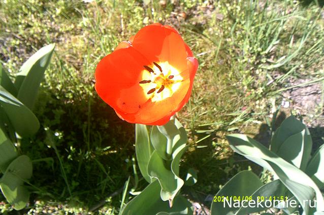 Eva1949 - Дом мечты-души моей воспоминания; 1Abrikoska - Мой гостеприимный дом