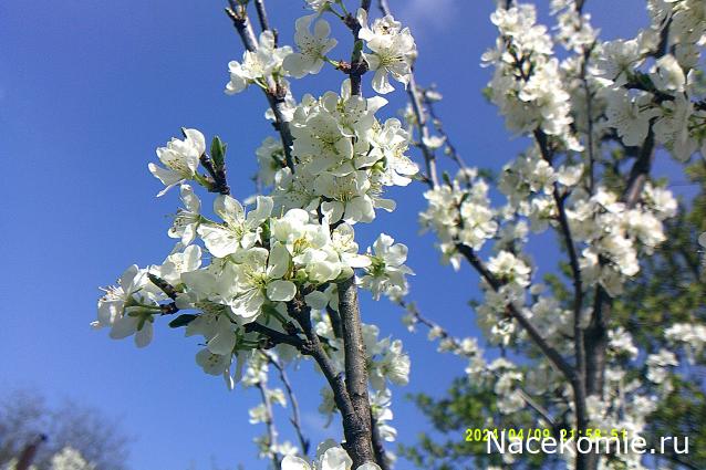 Eva1949 - Дом мечты-души моей воспоминания; 1Abrikoska - Мой гостеприимный дом