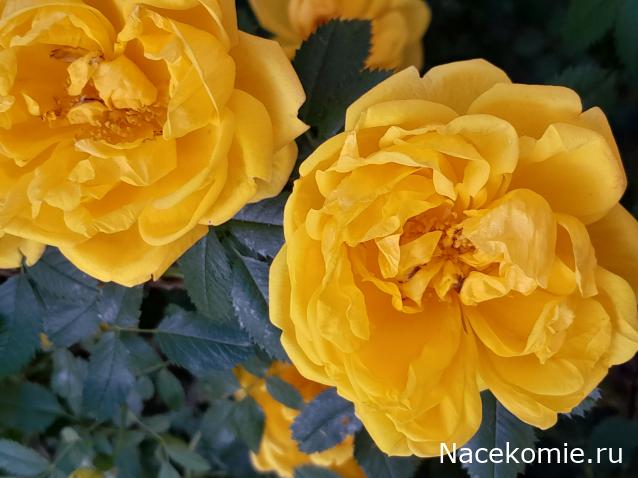 Eva1949 - Дом мечты-души моей воспоминания; 1Abrikoska - Мой гостеприимный дом