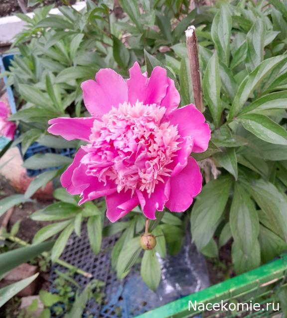 Eva1949 - Дом мечты-души моей воспоминания; 1Abrikoska - Мой гостеприимный дом