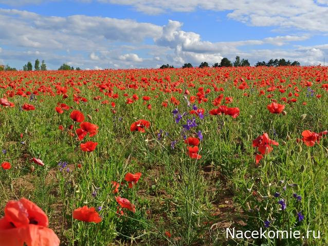 Мой любимый город или дорогие сердцу места