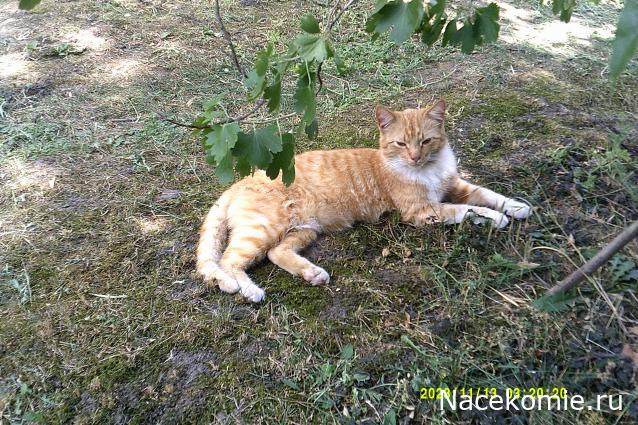 Eva1949 - Дом мечты-души моей воспоминания; 1Abrikoska - Мой гостеприимный дом