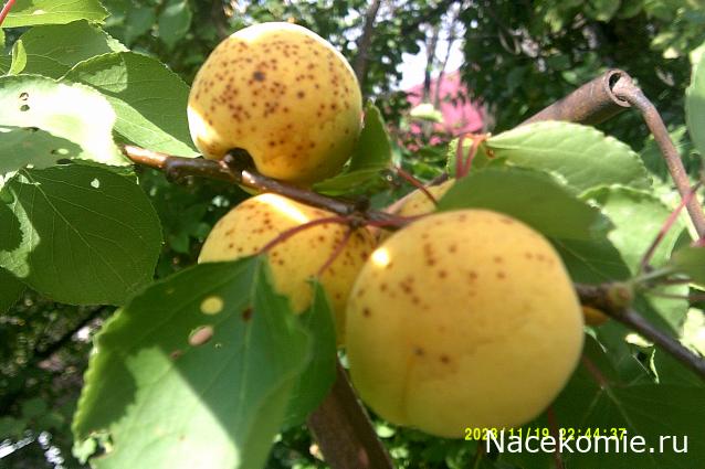 Eva1949 - Дом мечты-души моей воспоминания; 1Abrikoska - Мой гостеприимный дом