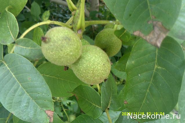 Eva1949 - Дом мечты-души моей воспоминания; 1Abrikoska - Мой гостеприимный дом