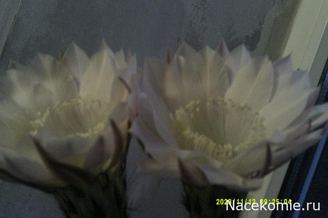 Eva1949 - Дом мечты-души моей воспоминания; 1Abrikoska - Мой гостеприимный дом