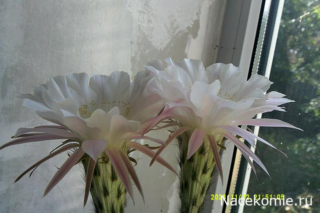 Eva1949 - Дом мечты-души моей воспоминания; 1Abrikoska - Мой гостеприимный дом