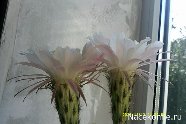 Eva1949 - Дом мечты-души моей воспоминания; 1Abrikoska - Мой гостеприимный дом