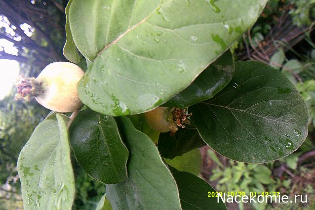 Eva1949 - Дом мечты-души моей воспоминания; 1Abrikoska - Мой гостеприимный дом