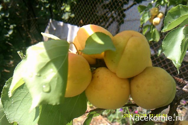 Eva1949 - Дом мечты-души моей воспоминания; 1Abrikoska - Мой гостеприимный дом