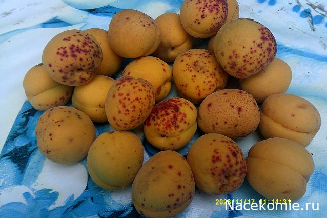 Eva1949 - Дом мечты-души моей воспоминания; 1Abrikoska - Мой гостеприимный дом