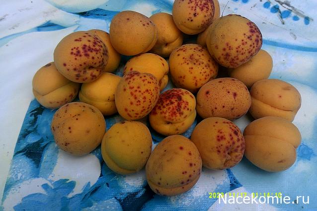 Eva1949 - Дом мечты-души моей воспоминания; 1Abrikoska - Мой гостеприимный дом