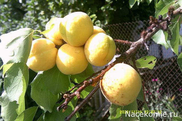 Eva1949 - Дом мечты-души моей воспоминания; 1Abrikoska - Мой гостеприимный дом