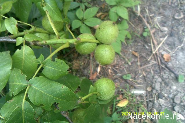 Eva1949 - Дом мечты-души моей воспоминания; 1Abrikoska - Мой гостеприимный дом