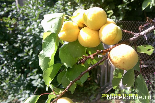 Eva1949 - Дом мечты-души моей воспоминания; 1Abrikoska - Мой гостеприимный дом