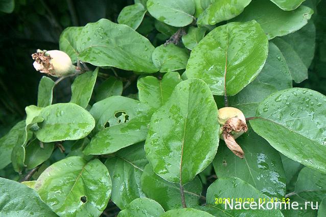 Eva1949 - Дом мечты-души моей воспоминания; 1Abrikoska - Мой гостеприимный дом