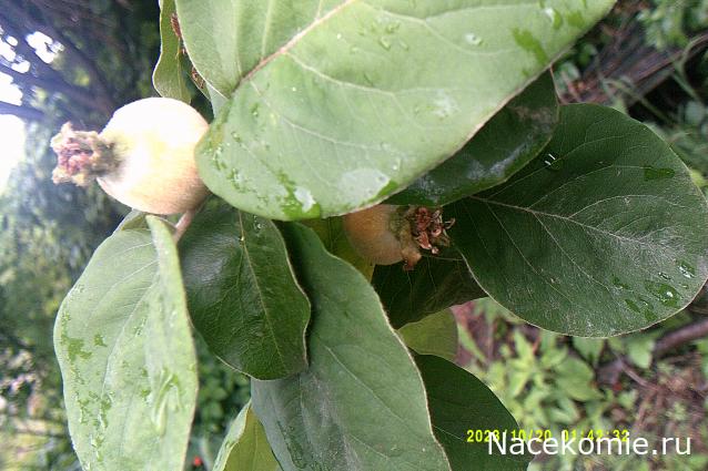 Eva1949 - Дом мечты-души моей воспоминания; 1Abrikoska - Мой гостеприимный дом