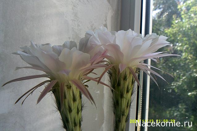 Eva1949 - Дом мечты-души моей воспоминания; 1Abrikoska - Мой гостеприимный дом