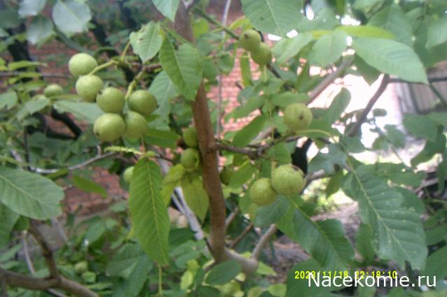 Eva1949 - Дом мечты-души моей воспоминания; 1Abrikoska - Мой гостеприимный дом