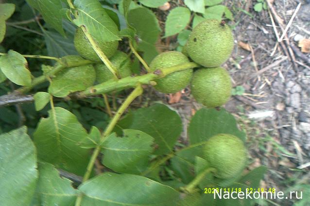 Eva1949 - Дом мечты-души моей воспоминания; 1Abrikoska - Мой гостеприимный дом