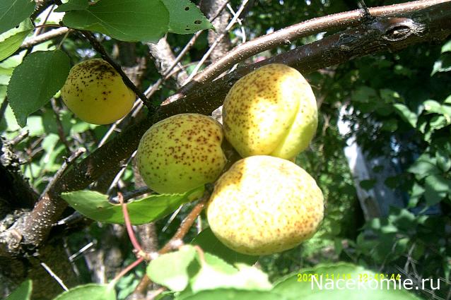 Eva1949 - Дом мечты-души моей воспоминания; 1Abrikoska - Мой гостеприимный дом