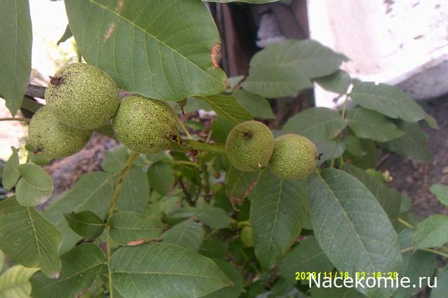 Eva1949 - Дом мечты-души моей воспоминания; 1Abrikoska - Мой гостеприимный дом