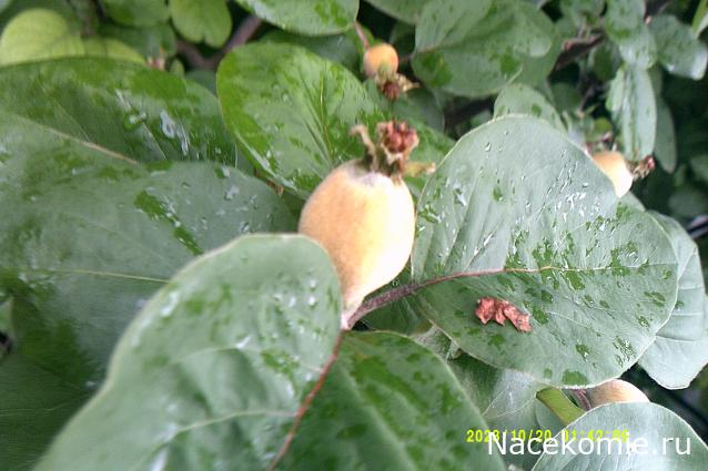 Eva1949 - Дом мечты-души моей воспоминания; 1Abrikoska - Мой гостеприимный дом