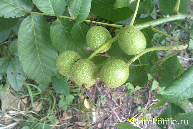 Eva1949 - Дом мечты-души моей воспоминания; 1Abrikoska - Мой гостеприимный дом