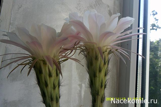 Eva1949 - Дом мечты-души моей воспоминания; 1Abrikoska - Мой гостеприимный дом