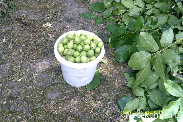 Eva1949 - Дом мечты-души моей воспоминания; 1Abrikoska - Мой гостеприимный дом