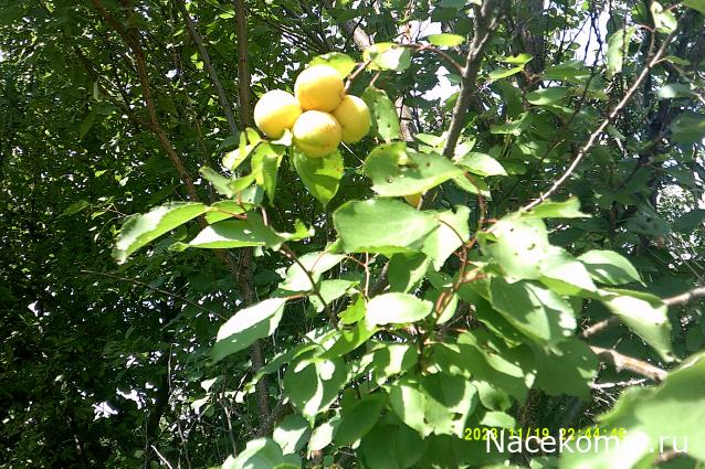 Eva1949 - Дом мечты-души моей воспоминания; 1Abrikoska - Мой гостеприимный дом