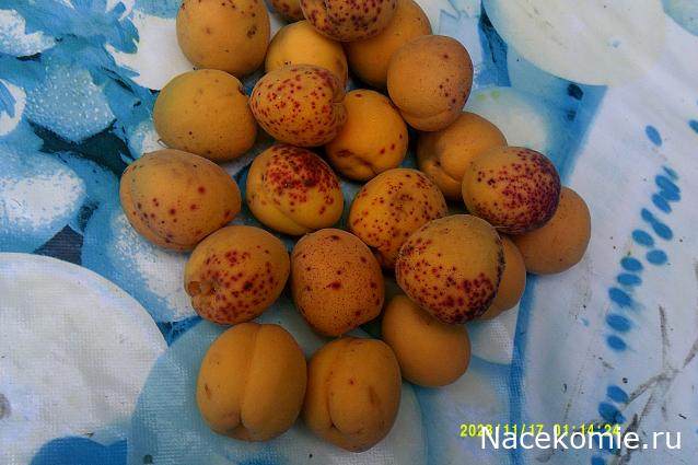 Eva1949 - Дом мечты-души моей воспоминания; 1Abrikoska - Мой гостеприимный дом