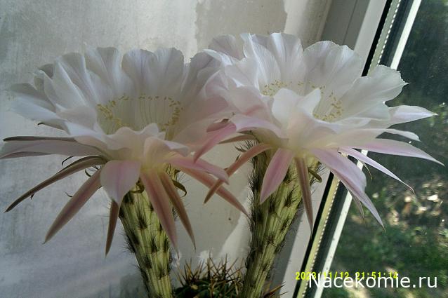 Eva1949 - Дом мечты-души моей воспоминания; 1Abrikoska - Мой гостеприимный дом